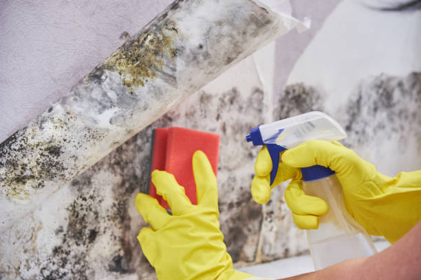 Forensic Mold Investigation in Paulina, LA